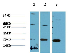 HP-1γ Mouse Monoclonal Antibody(2F5)