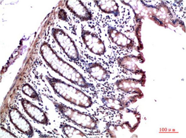 HP-1γ Mouse Monoclonal Antibody(4F4)