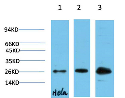 HP-1γ Mouse Monoclonal Antibody(4F4)