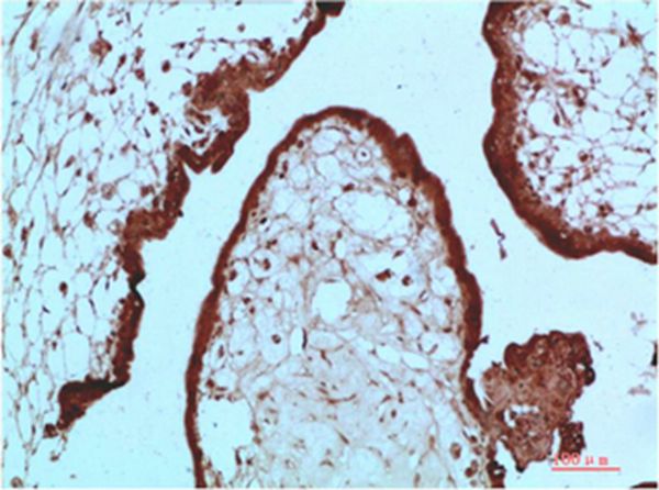 HP-1α Mouse Monoclonal Antibody(5E3)