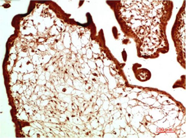 HP-1α Mouse Monoclonal Antibody(2G2)