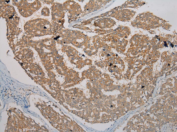 TMED1 Antibody