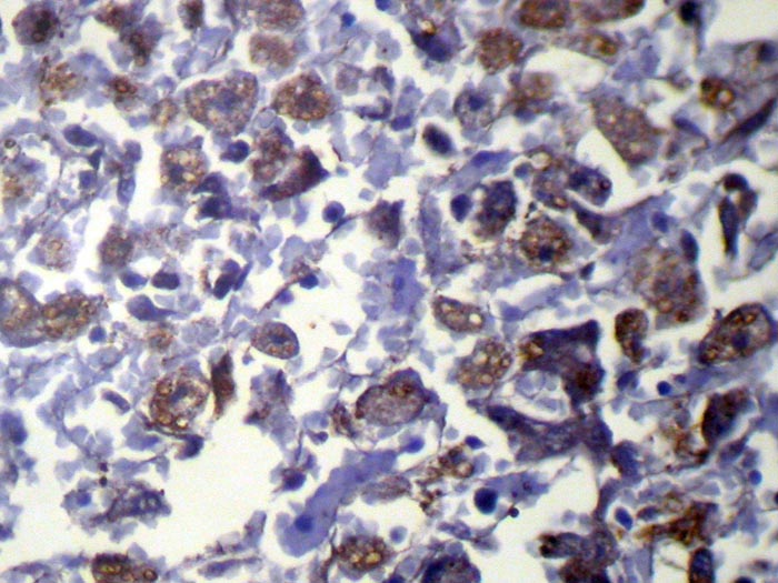 VAMP5 Antibody