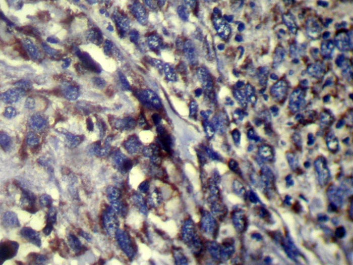 FMO5 Antibody