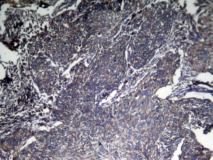 CNPY2 Antibody