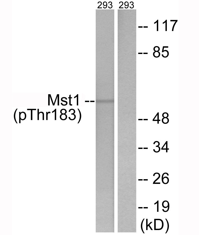 Mst1 (Phospho-Thr183) Antibody