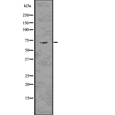 Elastin Antibody