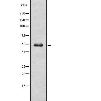 Ameloblastin Antibody - SAB | Signalway Antibody