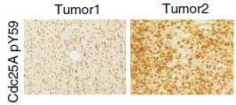 CDC25A (Phospho-Tyr59) Antibody