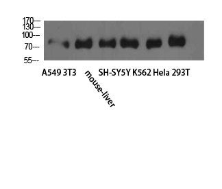 TLE1/2/3/4 Polyclonal Antibody