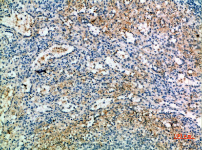 CD238 Polyclonal Antibody