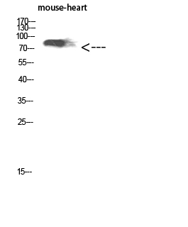 CD238 Polyclonal Antibody