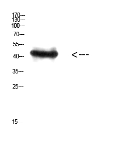 RCC1 Polyclonal Antibody