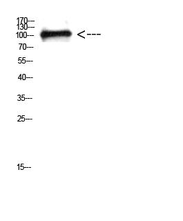 p120 Polyclonal Antibody