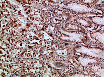 c-Rel Polyclonal Antibody