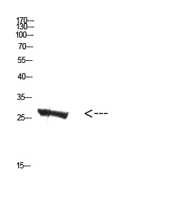 MBL-C Polyclonal Antibody