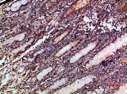 Mox1 Polyclonal Antibody