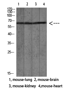 Mac-2BP Polyclonal Antibody