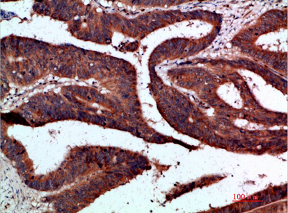 Cdk6 Polyclonal Antibody