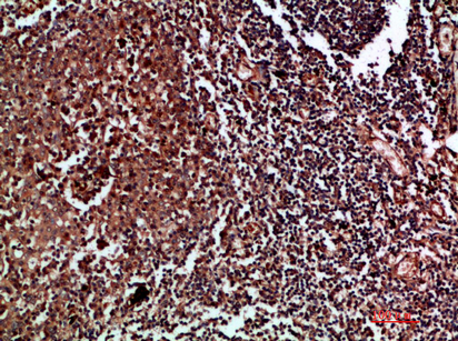 Cdk6 Polyclonal Antibody