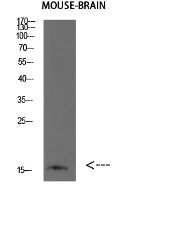 BLBP Polyclonal Antibody