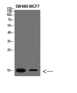 RPA14 Polyclonal Antibody