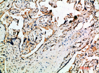 DDT Polyclonal Antibody