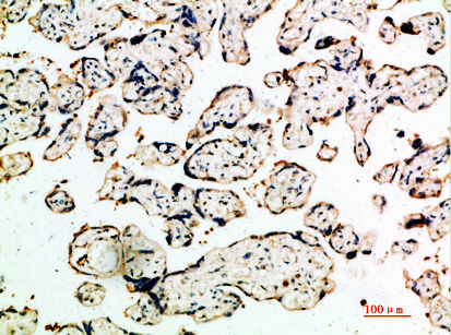 DDT Polyclonal Antibody