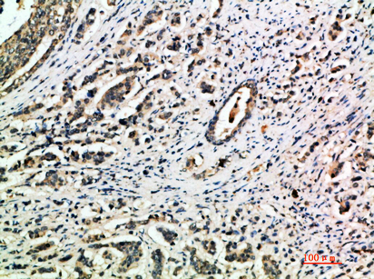 Integrin α1 Polyclonal Antibody