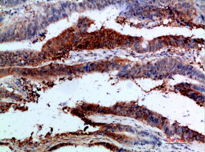 Integrin α1 Polyclonal Antibody