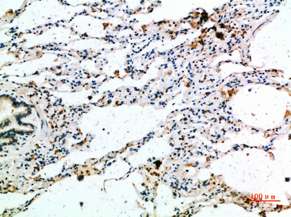 GROα Polyclonal Antibody