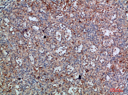 Integrin αX Polyclonal Antibody