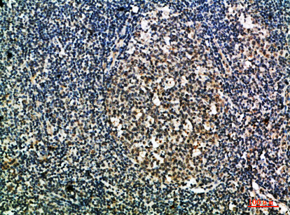 Integrin αX Polyclonal Antibody