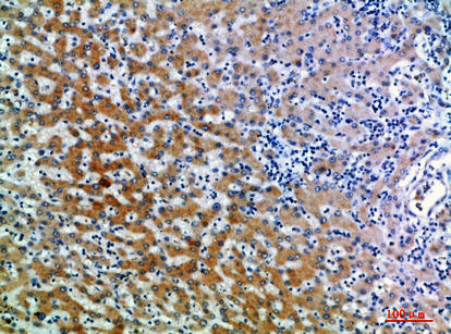 CD109 Polyclonal Antibody