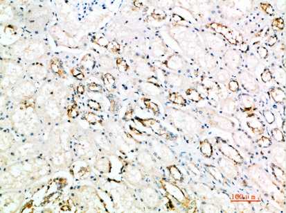 CD297 Polyclonal Antibody