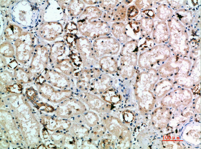 CD314 Polyclonal Antibody