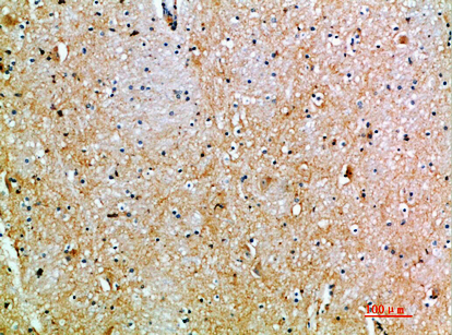 CD231 Polyclonal Antibody