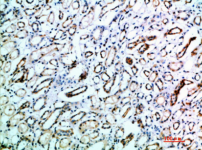 CD231 Polyclonal Antibody