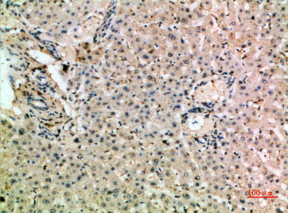 CD204 Polyclonal Antibody