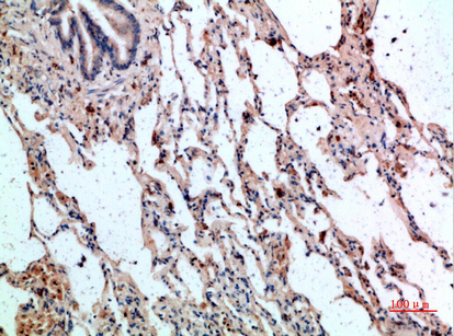 CD236 Polyclonal Antibody