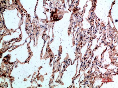 CD236 Polyclonal Antibody