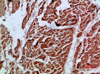 Artn Polyclonal Antibody