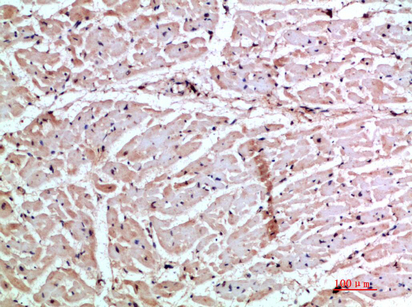 GROγ Polyclonal Antibody