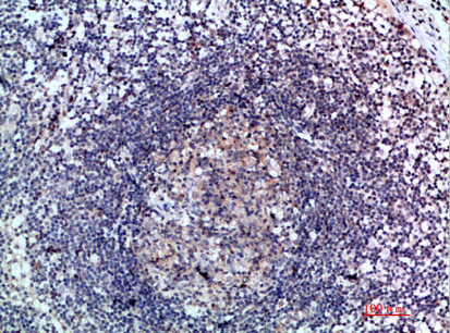 6CKine Polyclonal Antibody