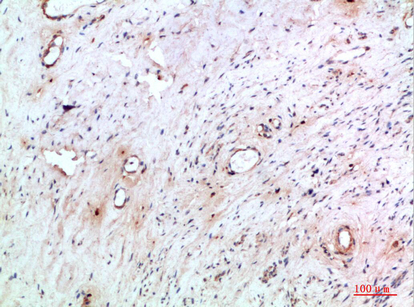 Abin-2 Polyclonal Antibody