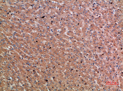 Chordin Polyclonal Antibody