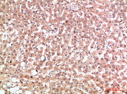 EPG5 Polyclonal Antibody