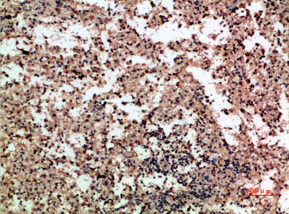 PF-4 Polyclonal Antibody