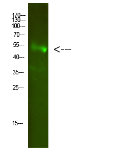 FA2H Polyclonal Antibody