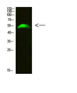 GCM2 Polyclonal Antibody